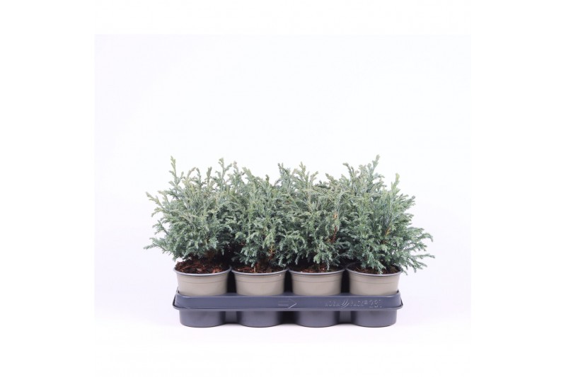 Chamaecyparis pisifera baby blue 