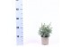 Chamaecyparis pisifera baby blue 