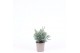 Chamaecyparis pisifera baby blue 