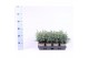 Chamaecyparis pisifera baby blue 