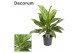 Aglaonema green lady Decorum 