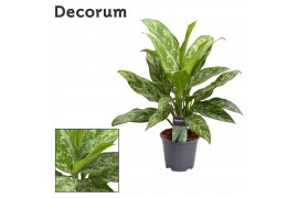 Aglaonema green lady Decorum