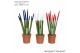 Sansevieria cylindrica velvet touchz® mix Frankrijk/Nederland 