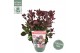 Cotinus coggygria lilla 