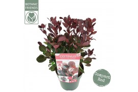 Cotinus coggygria lilla