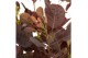 Cotinus coggygria lilla 