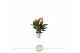Anthurium lilli 4 bl. 