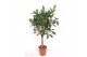 Ficus cyathistipula stam 
