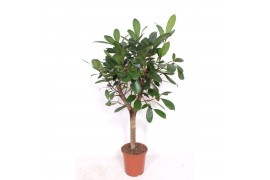 Ficus cyathistipula stam