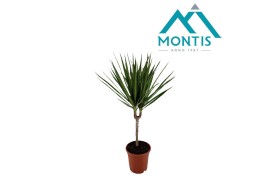 Dracaena marginata 1pp