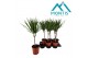 Dracaena marginata 1pp 