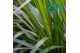 Dracaena marginata 1pp 