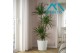 Dracaena marginata 1pp 