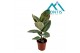 Ficus elastica tineke 