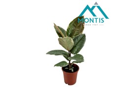 Ficus elastica tineke