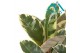 Ficus elastica tineke 