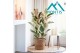 Ficus elastica tineke 
