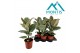 Ficus elastica tineke 