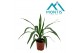 Yucca elephantipes 