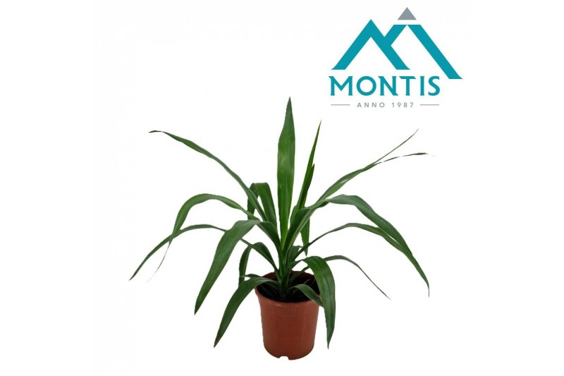 Yucca elephantipes 