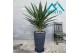 Yucca elephantipes 