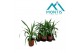 Yucca elephantipes 