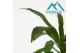 Yucca elephantipes 