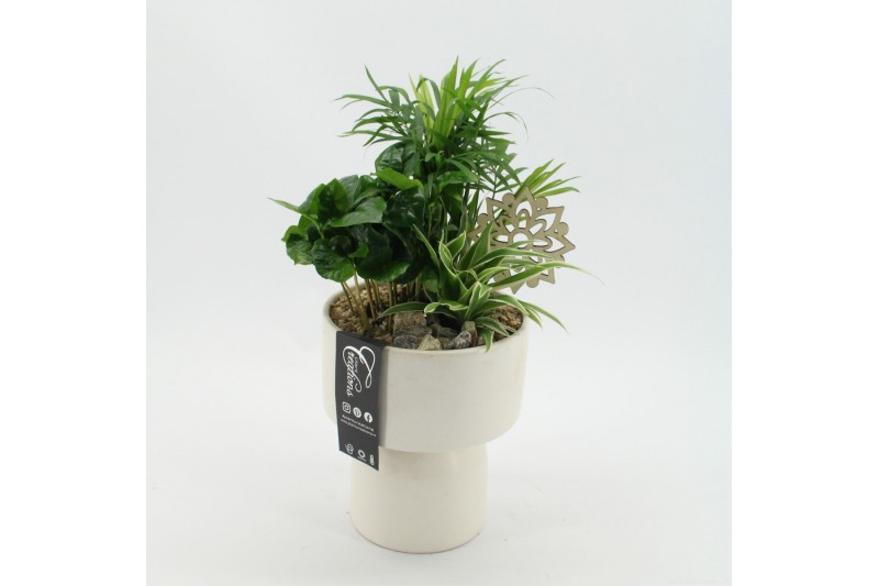 Arrangementen kamerplanten GRCR-2517 Green Essentials 3 pp Arrangementen kamerplanten GRCR-2517 Green Essentials 3 pp
