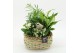 Arrangementen kamerplanten ESCR-2534W Essentials 4 pp 