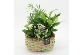 Arrangementen kamerplanten ESCR-2534W Essentials 4 pp