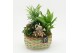 Arrangementen kamerplanten ESCR-2534RZ Essentials 4 pp 
