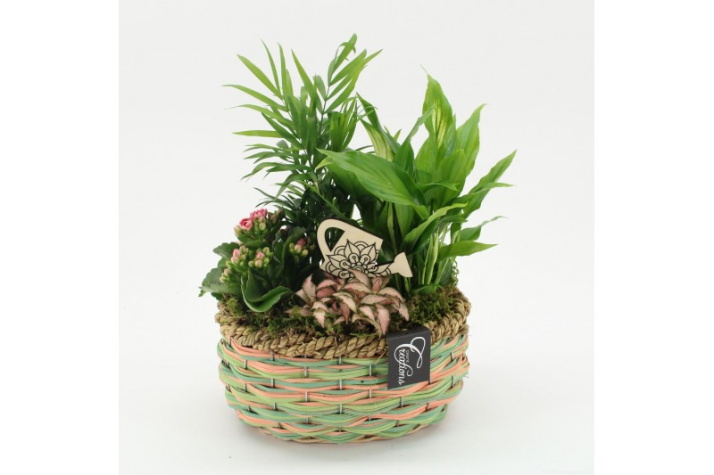 Arrangementen kamerplanten ESCR-2534RZ Essentials 4 pp Arrangementen kamerplanten ESCR-2534RZ Essentials 4 pp