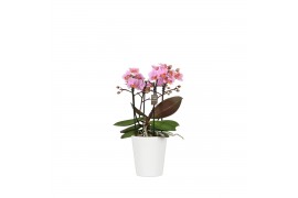 Phalaenopsis multiflora roze 3-5 tak in zoe keramiek,3 tak/plnt,30 bl.