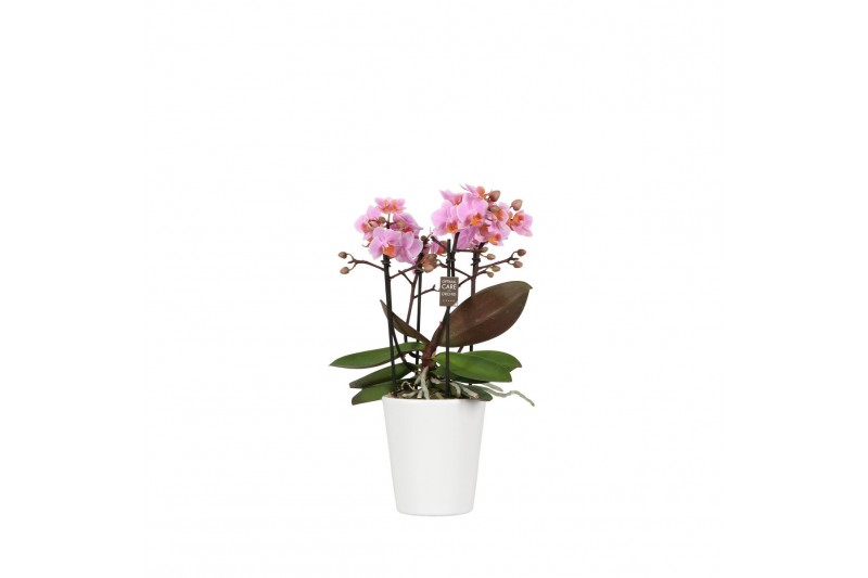 Phalaenopsis multiflora roze 3-5 tak in zoe keramiek,3 tak/plnt,30 bl. Phalaenopsis multiflora roze 3-5 tak in zoe keramiek,3 tak/plnt,30 bl.