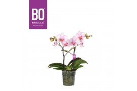 Phalaenopsis roze BO - Diva Pink Blush - 2 tak, 12+ bloem