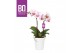 Phalaenopsis roze BO - Diva Pink Blush - 2 tak ,12+ bloem - Zoë White 