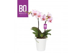 Phalaenopsis roze BO - Diva Pink Blush - 2 tak ,12+ bloem - Zoë White