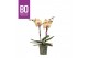 Phalaenopsis oranje BO - Diva Yellow Bush - 2 tak, 12+ bloem 