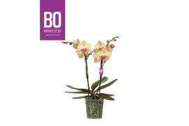Phalaenopsis oranje BO - Diva Yellow Bush - 2 tak, 12+ bloem
