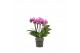 Phalaenopsis multiflora roze 3-5 tak,3 tak/plnt,30 bl.,3 tak/plnt,30 b 