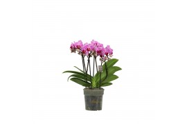 Phalaenopsis multiflora roze 3-5 tak,3 tak/plnt,30 bl.,3 tak/plnt,30 b