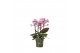 Phalaenopsis multiflora roze 3-5 tak,3 tak/plnt,30 bl.,3 tak/plnt,30 b 