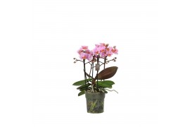 Phalaenopsis multiflora roze 3-5 tak,3 tak/plnt,30 bl.,3 tak/plnt,30 b