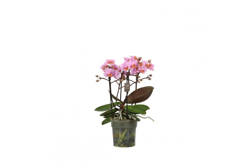 Phalaenopsis multiflora roze 3-5 tak,3 tak/plnt,30 bl.,3 tak/plnt,30 b Phalaenopsis multiflora roze 3-5 tak,3 tak/plnt,30 bl.,3 tak/plnt,30 b