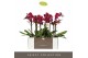 Phalaenopsis multiflora Optimost - Ares - 2 tak 