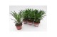 Pachypodium lamerei 