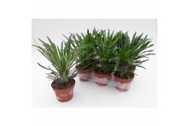 Pachypodium lamerei