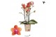 Phalaenopsis multiflora oranje Kolibri Orchids - Bolgheri - 4 tak 
