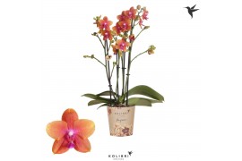 Phalaenopsis multiflora oranje Kolibri Orchids - Bolgheri - 4 tak