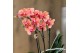 Phalaenopsis multiflora oranje Kolibri Orchids - Bolgheri - 4 tak 